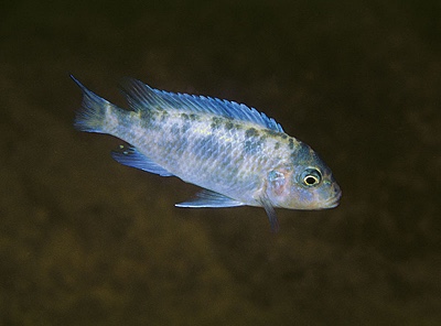 Maylandia callainos 'Nkhata Bay'